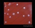 neisseria gonorrhoeae